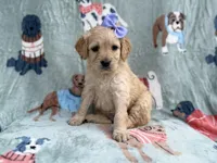 Brylynn, a female Goldendoodle and Golden Retriever for sale in Lakeland, FL – Photo 7 of 9