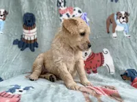 Brylynn, a female Goldendoodle and Golden Retriever for sale in Lakeland, FL – Photo 9 of 9