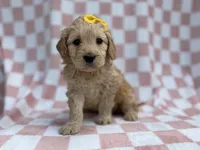 Betty, a female Goldendoodle and Golden Retriever for sale in Lakeland, FL – Photo 1 of 8