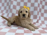 Betty, a female Goldendoodle and Golden Retriever for sale in Lakeland, FL – Photo 7 of 8