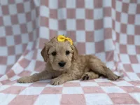 Betty, a female Goldendoodle and Golden Retriever for sale in Lakeland, FL – Photo 2 of 8