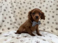 Dax, a male Cavapoo for sale in Lakeland, FL – 5 of 8