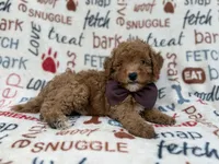 Adam, a male Cavapoo and Poodle - Miniature  for sale in Lakeland, FL – 7 of 9