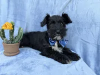 Goose, a male Miniature Schnauzer for sale in Lakeland, FL – Photo 1 of 7
