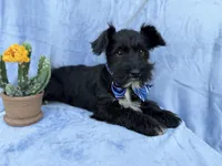 Goose, a male Miniature Schnauzer for sale in Lakeland, FL – Photo 6 of 7