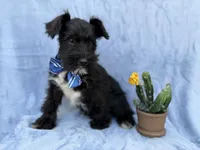 Goose, a male Miniature Schnauzer for sale in Lakeland, FL – Photo 3 of 7