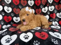 Olivia, a female Miniature Aussiedoodle for sale in Lakeland, FL – 7 of 9