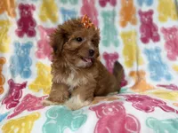 Bree, a female Yorkipoo for sale in Lakeland, FL – 9 of 10