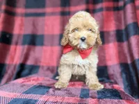 Rover, a male Cockapoo and Poodle - Miniature  for sale in Lakeland, FL – 6 of 8