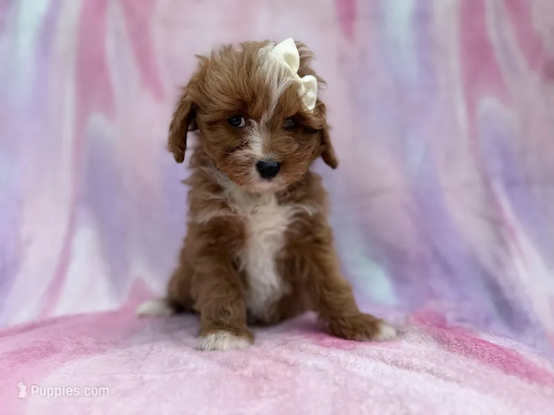 Mimi – Cavalier King Charles Spaniel, Poodle - Miniature  puppy for sale in Lakeland, FL