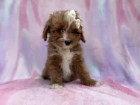 Mimi, a female Cavalier King Charles Spaniel and Poodle - Miniature  for sale in Lakeland, FL – Photo 1 of 10