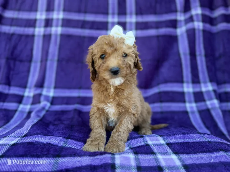 Anna – Cavapoo, Poodle - Miniature  puppy for sale in Lakeland, FL