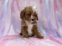 Mimi, a female Cavalier King Charles Spaniel and Poodle - Miniature  for sale in Lakeland, FL – Photo 9 of 10