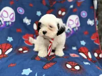 Sullivan, a male Shih Tzu and Shichon for sale in Lakeland, FL – 8 of 9