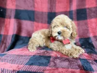 Rover, a male Cockapoo for sale in Lakeland, FL – 8 of 8