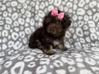 Sloan, a female Cockapoo for sale in Lakeland, FL – 5 of 10