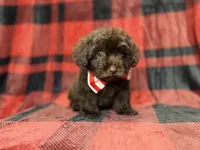 Bryant, a male Shihpoo and Poodle - Miniature  for sale in Lakeland, FL – 1 of 9
