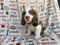 Tripp, a male Cocker Spaniel for sale in Lakeland, FL – 2 of 7