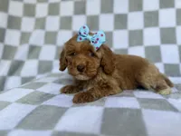 Fancy, a female Cockapoo and Poodle - Miniature  for sale in Lakeland, FL – 6 of 8