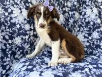 Bindi, a female Miniature Australian Shepherd for sale in Lakeland, FL – 2 of 8