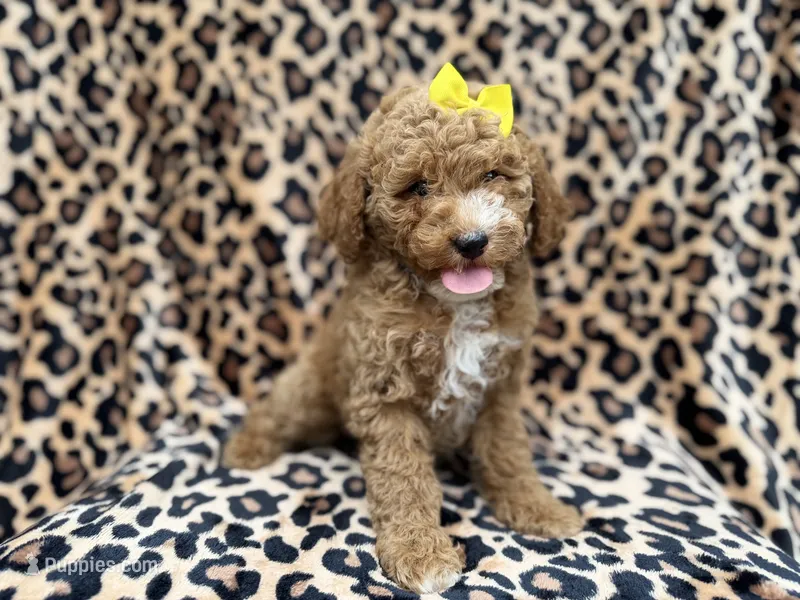 Reagan – Cockapoo puppy for sale in Lakeland, FL