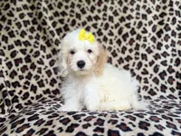 Oakley, a female Cockapoo for sale in Lakeland, FL – 8 of 8