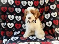 Talon, a male Cockapoo for sale in Lakeland, FL – 3 of 9