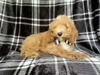 Willie, a male Cockapoo for sale in Lakeland, FL – 4 of 10