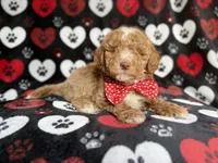 Pluto, a male Poodle - Miniature  for sale in Lakeland, FL – 6 of 9