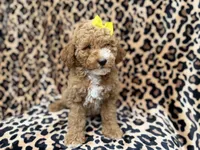 Reagan, a female Cockapoo and Poodle - Miniature  for sale in Lakeland, FL – 8 of 9