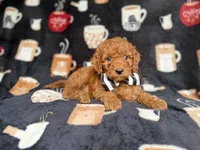 Maverick, a male Cockapoo and Poodle - Miniature  for sale in Lakeland, FL – 3 of 8