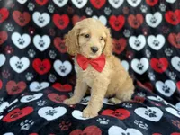 Tuck, a male Cockapoo for sale in Lakeland, FL – 4 of 8