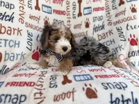Otto, a male Miniature Aussiedoodle for sale in Lakeland, FL – 6 of 10