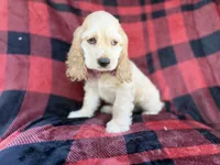 Tonka, a male Cocker Spaniel for sale in Lakeland, FL – 6 of 10