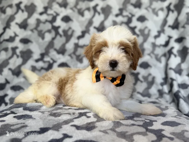 Sparky – Cavapoo puppy for sale in Lakeland, FL