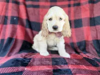 Tonka, a male Cocker Spaniel for sale in Lakeland, FL – 9 of 10