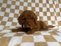 Mathew, a male Cockapoo and Poodle - Miniature  for sale in Lakeland, FL – 3 of 8