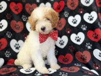 Spike, a male Cavapoo for sale in Lakeland, FL – 8 of 8