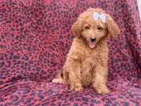 Darcy, a female Miniature Goldendoodle for sale in Lakeland, FL – 6 of 8