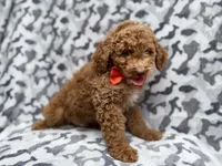 Rover, a male Cockapoo for sale in Lakeland, FL – 4 of 8