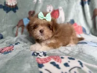 Tilly, a female Lhasa Apso for sale in Lakeland, FL – 4 of 7