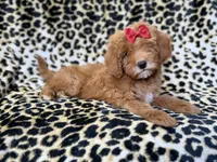 Sassy, a female Cavapoo for sale in Lakeland, FL – 10 of 10