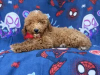 Felix, a male Poodle - Miniature  and Miniature Goldendoodle for sale in Lakeland, FL – 2 of 9