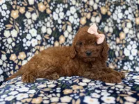Cora, a female Cavapoo and Poodle - Miniature  for sale in Lakeland, FL – 7 of 10