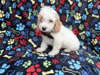 Larry, a male Cockapoo for sale in Lakeland, FL – 9 of 9