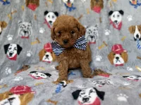 Lynx, a male Cavapoo for sale in Lakeland, FL – 7 of 8