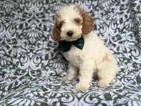 Jax, a male Cockapoo and Poodle - Miniature  for sale in Lakeland, FL – 6 of 8