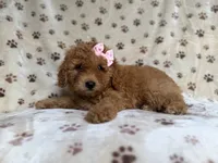 Allison, a female Poodle - Miniature  and Miniature Goldendoodle for sale in Lakeland, FL – 8 of 8