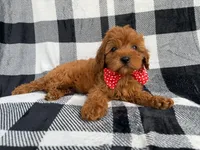 Bruno, a male Cavapoo for sale in Lakeland, FL – 6 of 9