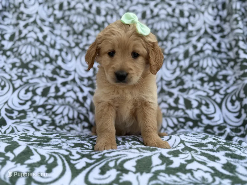 Brynlee – Goldendoodle, Golden Retriever puppy for sale in Lakeland, FL